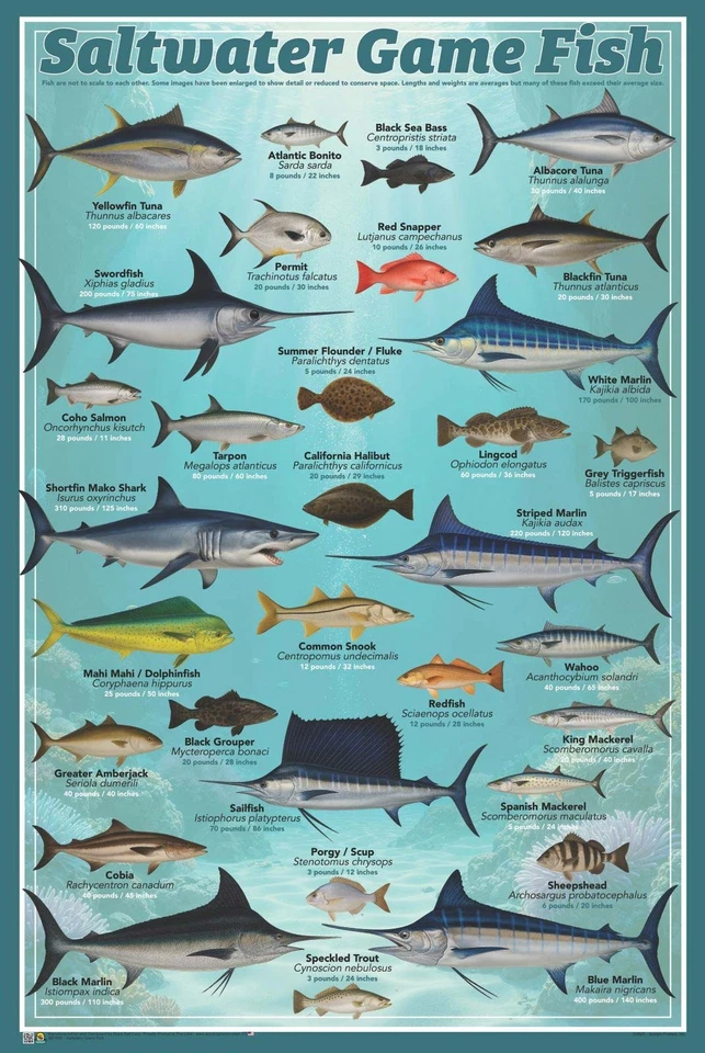 Pôster de peixes de caça de água salgada - 24" x 36" (Gráfico educacional para pescador) - Imagem 1 de 1