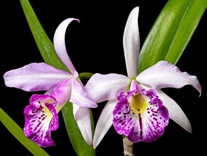 Cattleya Blc. Taiwan Big Lip 'Fantast, blühend groß, große Blüte, Orchidee Pflanze - Bild 1 von 3