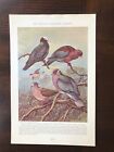 1936 vintage magazine illustration Birds - Band-Tailed & White-Crowned Pigeons