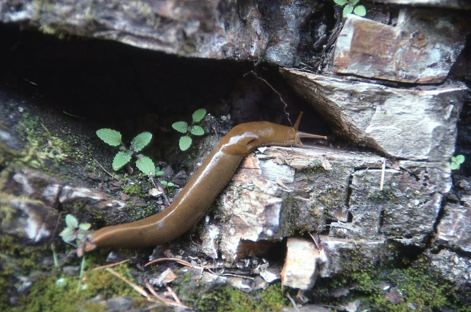 35 MM Color Slides Professional Photograph Insect Slug Close up 03/1984 Slide 26 - Image 1 of 1