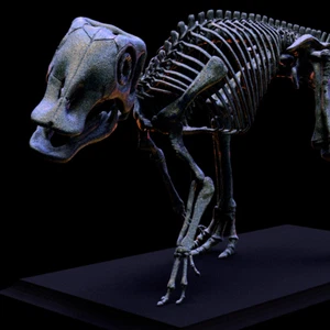 3d printed The skull of BABY MAIASAURA skeleton model dinosaur 1:1 - Picture 1 of 8