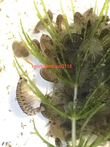 Live Food - Freshwater Scuds multiple quantity selection and/or durable dropper - Picture 1 of 15