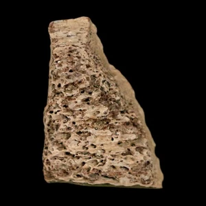 0.9" Tyrannosaurus Rex Fossil Bone Marrow Dinosaur Lance Creek FM WY COA Display - Picture 1 of 10