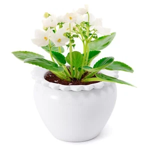 Self-Watering Ceramic Plant Pot for African Violets 6.5x4.6x4 Inch White - Picture 1 of 7