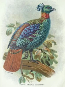 Game Birds CHAMBA MOONAL PHEASANT Original Victorian Print c1896 - Imagen 1 de 2