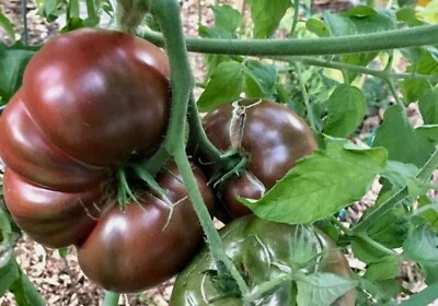TOMATO CHEROKEE PURPLE 40 Seeds  HEIRLOOM salad vegetable garden fruit Climbing - image 1 of 4