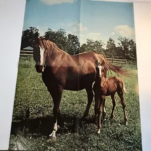 1972 Bay Mare and Foal in Pasture Poster Large 24x18 Vintage Horse Poster - Picture 1 of 9