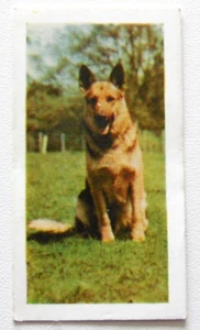 1960 Hornimans Teekarten Haustiere wählen Sie Ihre aus Dropdown-Box - Bild 1 von 96