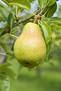 8 Pear Tree Seeds Grow Fruit Bearing Pear Tree - Picture 1 of 1