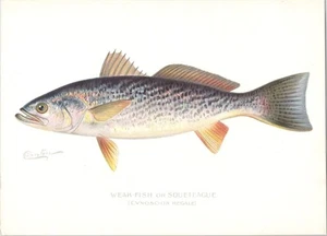Original c 1900 Antique S.F. DENTON Color Fish Print - Weak-Fish Squeteague - Picture 1 of 1