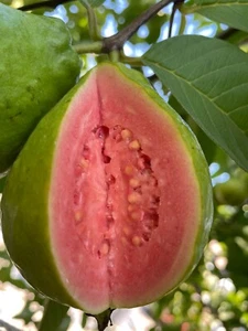 50 Stck. seltene Guave, Psidium Guajava Samen, hochkeimende Samen - Bild 1 von 9