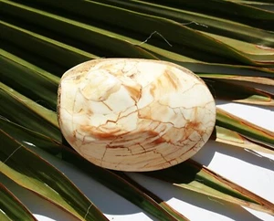 fossile Muschel Versteinerung MM050 Madagaskar Fossil - Bild 1 von 2