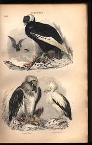 Animal Kingdom Georges Cuvier Audubon Birds Zoology Color Plates 1863 Near Fine - Picture 1 of 12