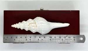 Distaff / Long-Tailed Spindle (Fusinus Colus) -- 4.75x1.25 in. approx./ ~ 119 mm - Picture 1 of 2