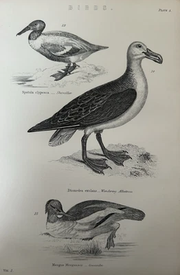 Antiker Druck um 1870 | Schaufel Albatros Gänseschleifer | Viktorianische Gravur - Bild 1 von 4