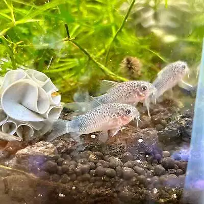JUSTFISHYTHING Simillis Corydoras