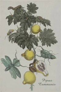 CLASSIC BOTANICAL POSTER pear tree COLLECTORS scientific rare 20x30 INSECTS - Picture 1 of 1