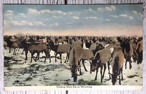 Wyoming Feed Wild Elk In WY Postkarte - Bild 1 von 2