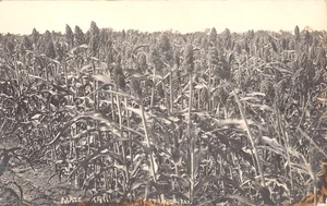 1911 RPPC Maisfeld Big Spring TX - Bild 1 von 2