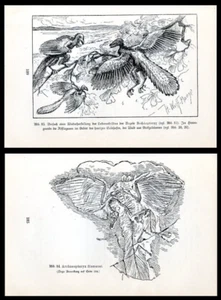 Archeopteryx, feathered dinosaurs, skeleton, fossil.... 2 Antique prints...1900s - Picture 1 of 1