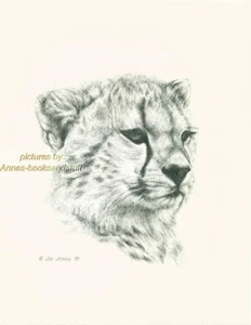 # 106 CHEETAH * wildlife  art print * pen & ink drawing by Jan Jellins - Picture 1 of 1