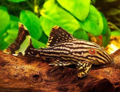 LIGHTNING AQUATICS WORLD Royal Pleco L191 (2–3 Inch) – Rare Algae Eater – Live Freshwater Aquarium Fish