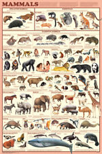 Mammals educational/decorative chart poster 24 x 36 Free Shipping