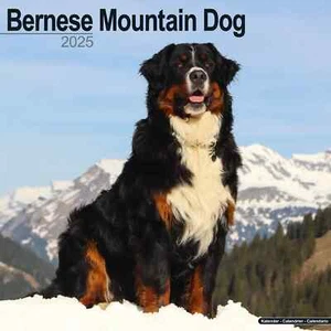 Calendrier 2025 - BOUVIER BERNOIS - Foto 1 di 2