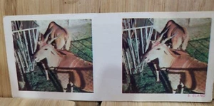 True To Life Stereo Weet Bix 🏆1964 #5 ELAND  Picture Card🏆 - Picture 1 of 2