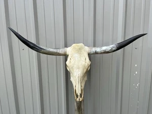 LONGHORN LENKERSCHÄDEL 3 FUSS 10 1/2 ZOLL BREIT POLIERT STIERHORN MONTIERT KUHKOPF - Bild 1 von 3