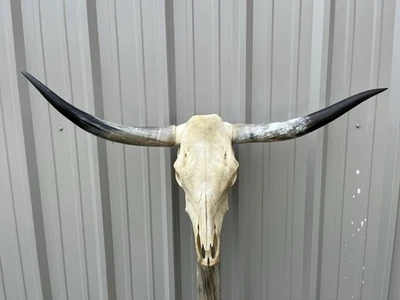 "CALAVERA DE NOVILLO LONGHORN 3 PIES 10 1/2"" DE ANCHO PULIDA CABEZA DE VACA MONTADA EN CUERNO DE TORO" Foto 1 de 3