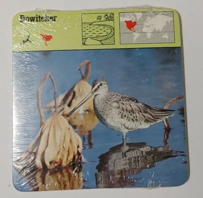 1976 Editions Rencontre S.A. Lausanne Animal Flash Cards Dowitcher 24-Pack - Image 1 of 4