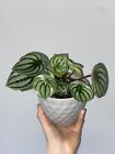 Peperomia Watermelon Houseplant Cutting * Well Rooted Cutting *