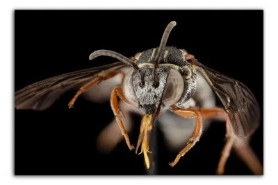 TRIEPEOLUS, Macro HEAD SHOT Photo Print (Borderless) Poster 19x13" inches - Image 1 of 2