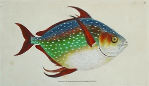 Antiker Fischdruck OPAH, KINGFISH Original DONOVAN Vintage alter Stich 1808 - Bild 1 von 2