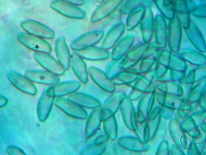 Methylblau für Mikroskopie (Anilinblau, Pulver) | 28983-56-4 | 100g - Bild 1 von 3