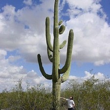 Carnegiea Gigantea - Saguaro Cactus - 10 small seeds