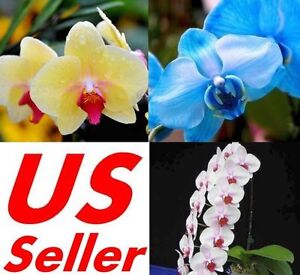 33 Pcs Phalaenopsis Orchid Flower Seeds F66~F68, Plant Butterfly Orchid