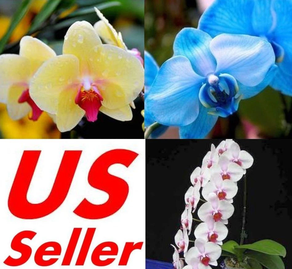 33 PCS Phalaenopsis Orchid Flower Seeds F66~F68, Plant Butterfly Orchid - Image 1 of 4