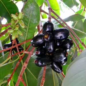 Jamón híbrido BeauFlora (negro, injerto) exótico 1 planta de raíz desnuda - Imagen 1 de 5