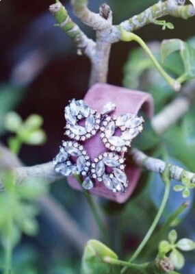 New Retired Plunder Marcetta手链 — 第 1/4 张图片