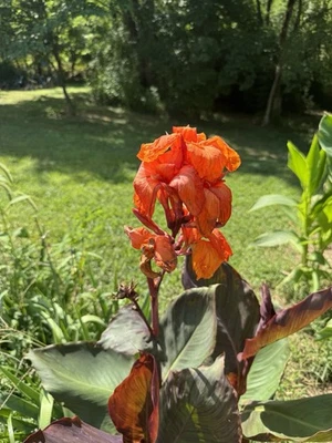 Orange Canna Lily Bulbs. 2 Bulbos de coyoles anaranjados 2 Rhizome Bulbs - Image 1 of 2