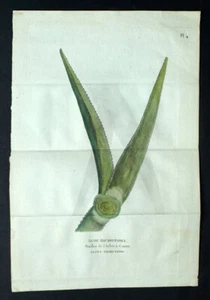 ALOIDENDRON DICHOTOMUM gravure estampe illustration originale botanique de 1792. - Picture 1 of 2