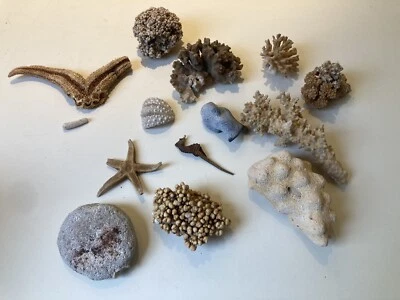 Vintage Sea Coral and Petrified Beach Finds Collection - Image 1 of 4