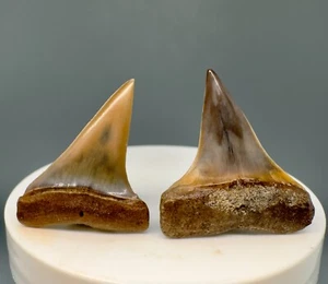 Outstanding prints and colors - Pair Fossil EXTINCT MAKO Shark Teeth - Peru - Picture 1 of 2