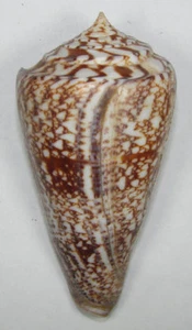 CONUS AMADIS 86,87 mm SCHÖNES XXL PROBEN Colombo, Sri Lanka - Bild 1 von 2
