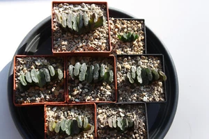 Haworthia truncata - sukkulente Pflanze aus dem südlichen Afrika - Bild 1 von 3