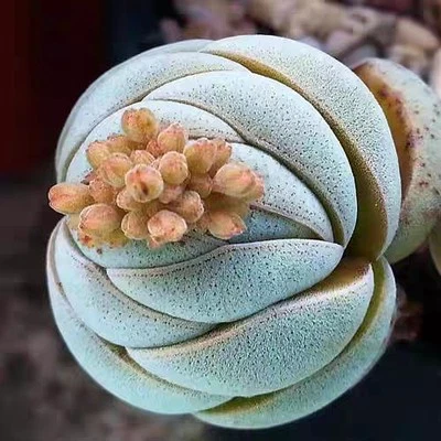 #sold out# Crassula alstonii about  3cm Rooted Succulent - Image 1 of 3
