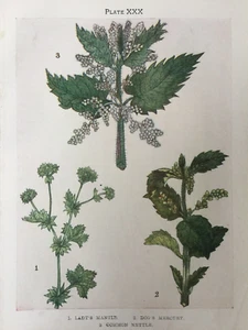 Antique Botanical Print c1912 | Lady’s Mantle Dog’s Mercury Nettle | Chromo - Picture 1 of 5