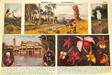 c1900 AUSTRALIA COCKATOO PARROT ORCHIDS PERSIA PALACE OF SHAH AntiqueFOLIO Print